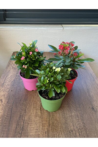 serada decor & plant Euphorbia Milii - 3'lü Dikenler Tacı Set