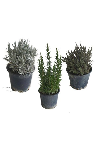 Aromatik Bitkiler, Mis Kokulu, Şifalı, 3'lü Mutfak Seti, Büyük Boy, Lavanta/Biberiye/Kekik