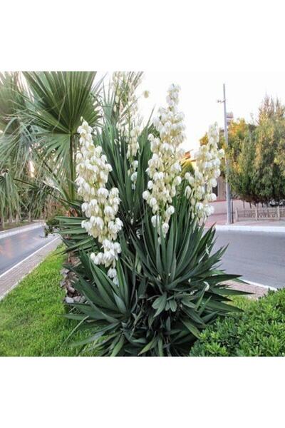 bahçevilya Avize Çiçeği Yucca Filamentosa