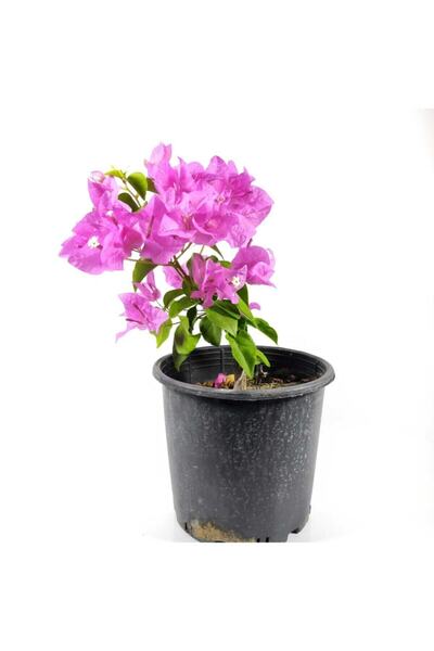 Video Purple Bougainvillea Seedling Garden Balcony Terrace Plant (30 60 Cm)1 Potted Bougainvillea
