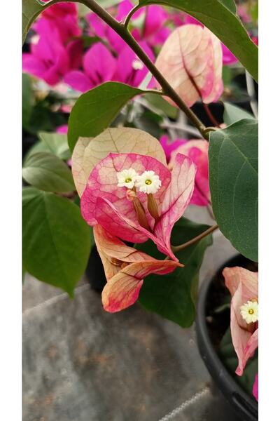 serada decor & plant Ebruli Renk Sarmaşık Begonvil Çiçeği 35/50cm