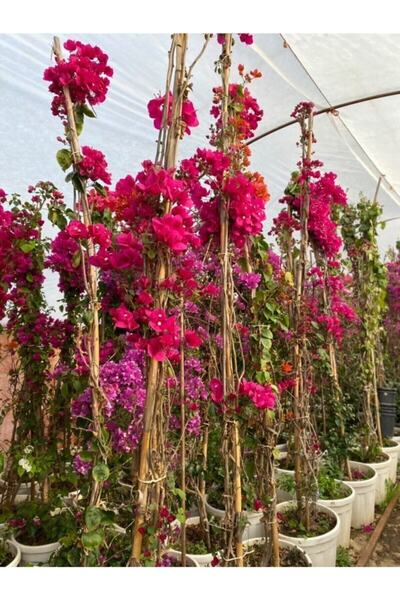 Bitkim Sende Avantajlı Sarmaşık Begonvil Bitkisi Bougainvillea