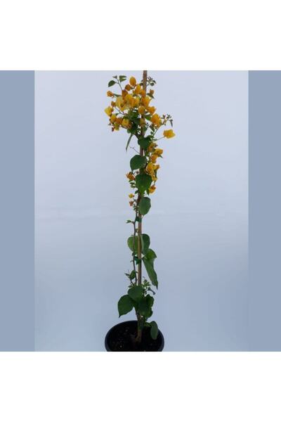 Bitkim Sende Sarı Begonvil 90 100 cm Bougainvillea