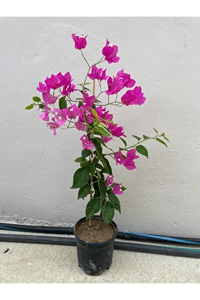 Bitkim Sende Mor Sarıcılı Begonvil Çiçeği 2 Yaş 80-110cm Bougainvillea