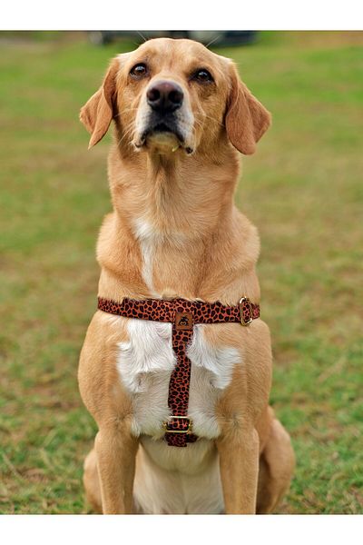 UTDpet Leopard Patterned Dog Collar Set