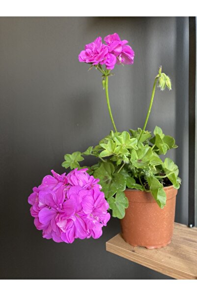 Bitkim Sende Sakız Çiçeği ( Rengi Koyu Pembedir. Boyutu 10 Cm / 15 Cm’dir. )