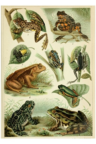 Universal Broaște și Broaștețe Tablou Poster din Lemn Decorativ