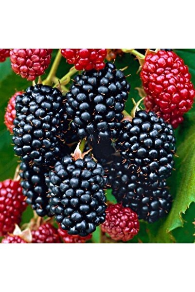 serada decor & plant Tüplü Böğürtlen Asması