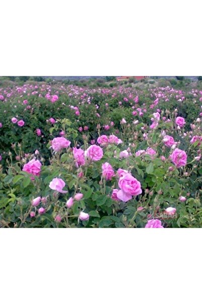 Mimoza Isparta Gülü Fidesi Fidanı Poşetli Tüp 5 Adet