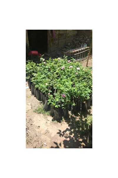 Mimoza Isparta Gülü Fidesi Fidanı Poşetli Tüp 5 Adet