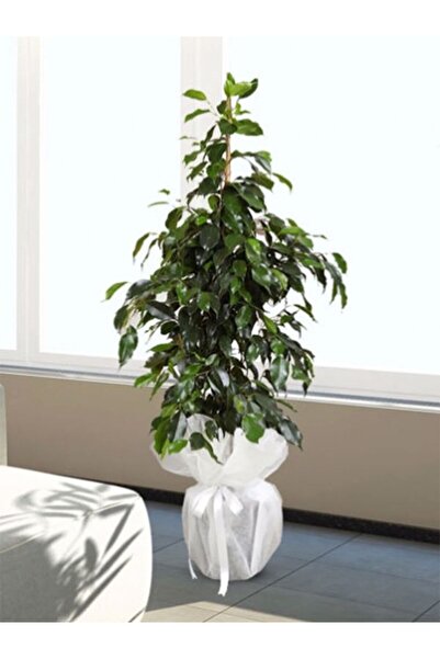 Bitkim Sende Benjamin Bitkisi Salon Bitkisi