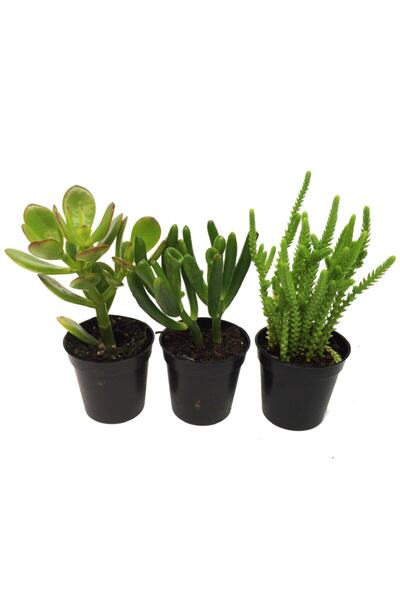 LEVANT Crassula Para Ağacı Seti 3 Adet Bitki