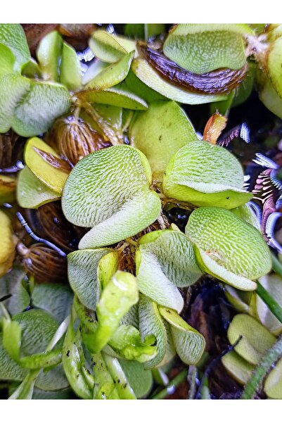 mobuflora Salvinia Natans Sarmaşık Formlu Su Bitkisi