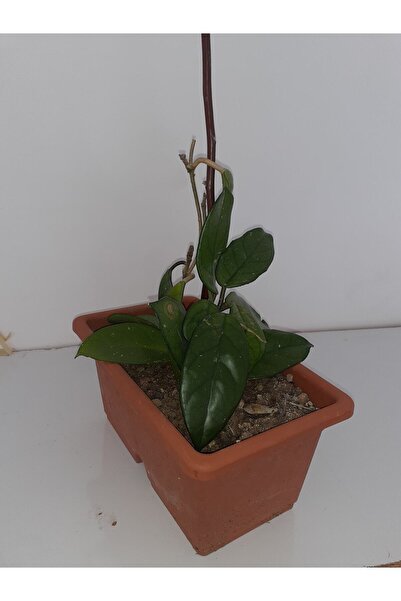 Online Botanik Mum Çiçeği 20~40 cm