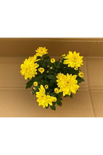 Bitkim Sende Canlı Sarı Renk Kasımpatı (krizantem) Çiçeği-saksılı