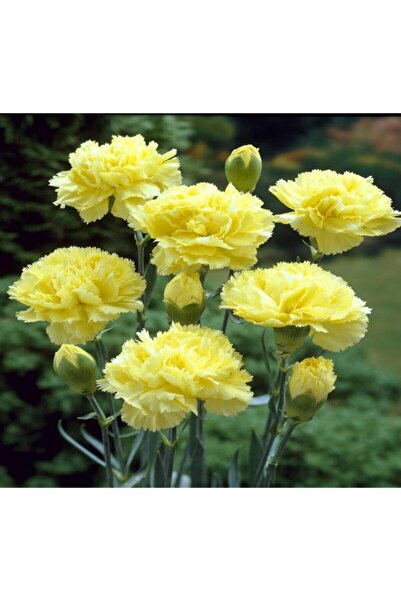 Bitkim Sende Videolu Kokulu Sarı Karanfil Çiçeği Fidanı 25-40 Cm Saksılı Çiçe...