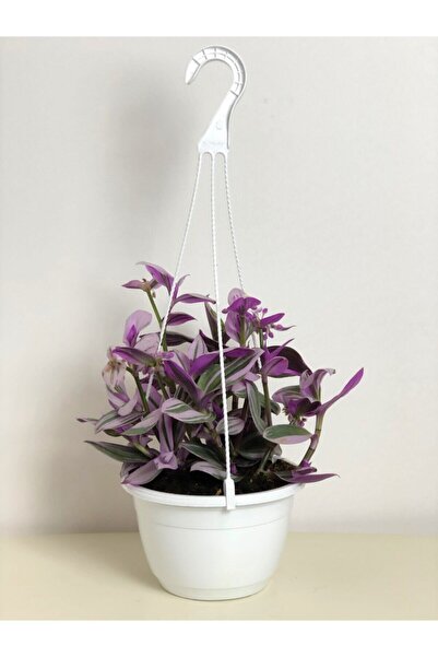 Bitkim Sende Tradescantia Nanouk (pembe Telgraf Çiçeği)