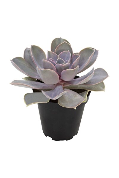 OSKARYUM Echeveria Perle Van Nurnberg Sukulent
