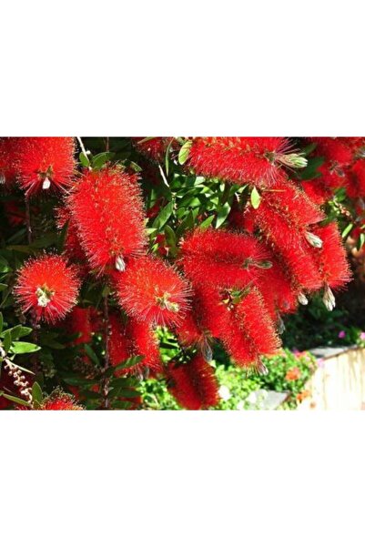 Bitkim Sende Kırmızı Fırça Çalısı Çiçeği Fidanı 60cm 80 Cm