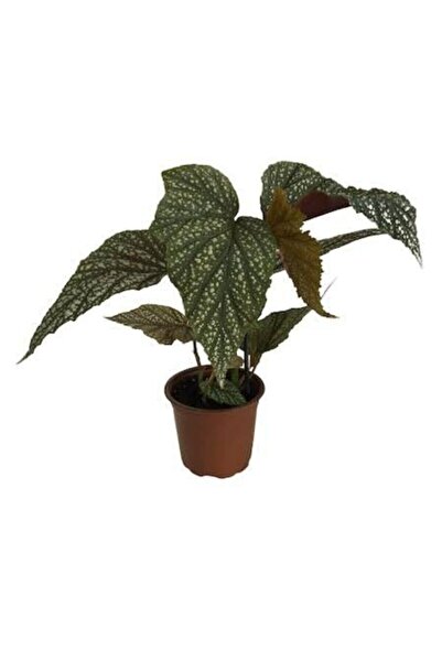 ergün çiçekçilik Çilli Begonya