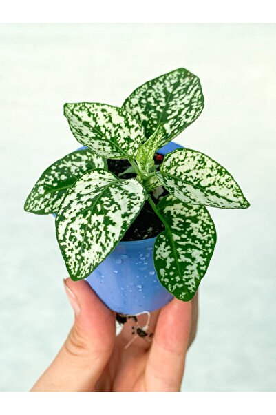 Bitkim Sende Mini Saksıda Beyaz Hypoestes Bitkisi Hostes Fittonia Çiçeği