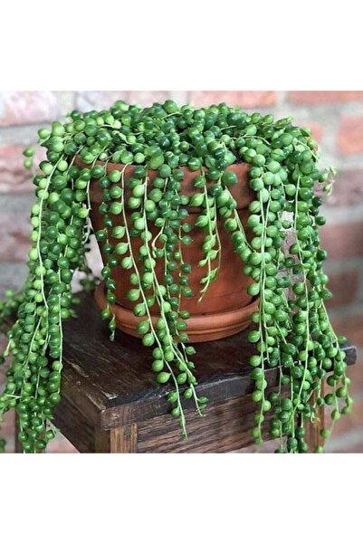 serada decor & plant Askılı Tesbih Çiçeği