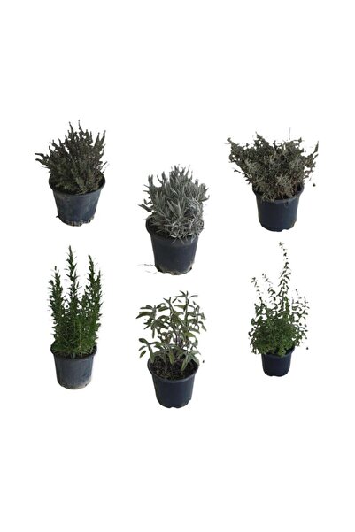 Bitkim Sende Aromatik Bitkiler, Mis Kokulu, 6'lı Set, Mercan Köşk, Lavanta, Lavantin, Biberiye, Kekik, Adaçayı