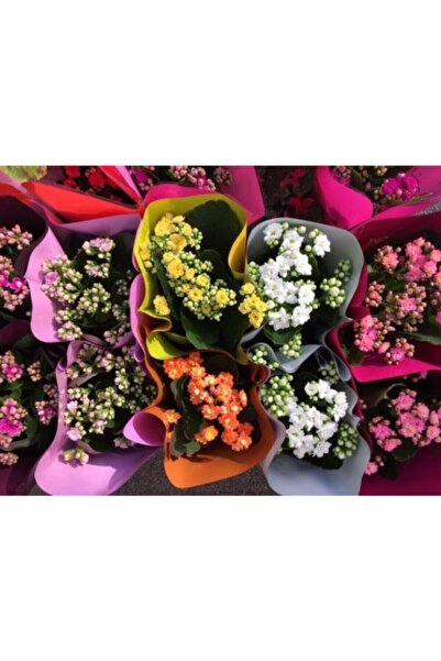 serada decor & plant Mini Kalanşo Çiçeği 5 Adet