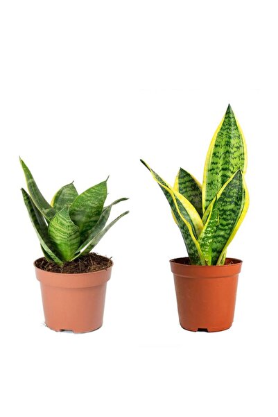 serada decor & plant Sansevieria Mini - Paşa Kılıcı -peygamber Kılıcı Mini Seti