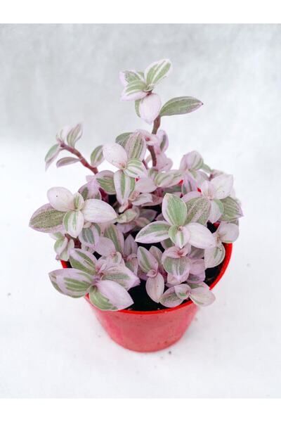 serada decor & plant Videolu 1 Adet Mini Pembe Telgraf Çiçeği 5-15 Cm Saksılı...