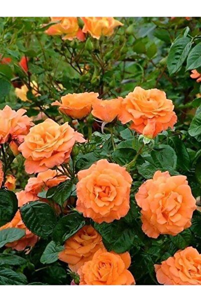 serada decor & plant Yediveren Somon Kayısı Sarmaşık Gül Fidanı 15-25 Cm