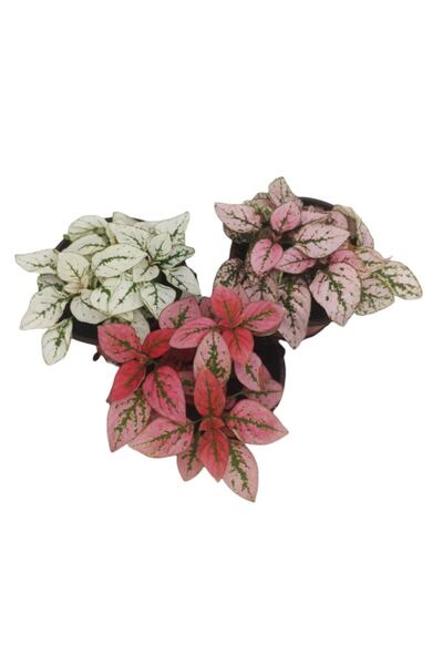 serada decor & plant 3'lü Minyatür Fittonya 3 Farklı Renk
