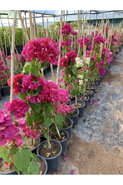 Bitkim Sende Begonvil (gelin Tacı) Bougainvillea