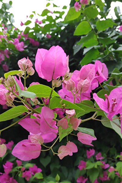 Bitkim Sende Begonvil Çiçeği Bitkisi Pembe Bougainvillea