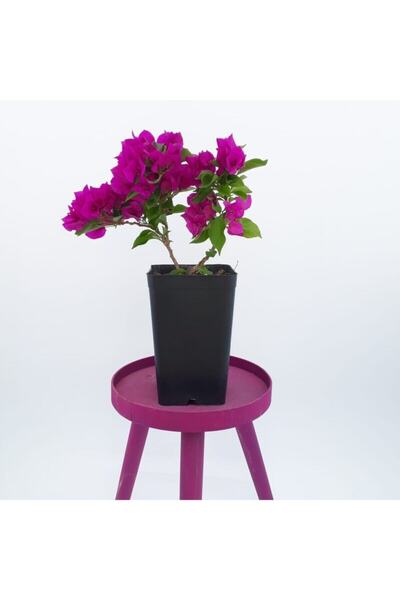 Bitkim Sende Saksıda Koyu Pembe Begonvil Fidanı Bougainvillea