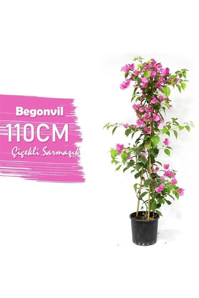 serada decor & plant Begonvil Çiçeği Bitkisi Pembe 110 Cm