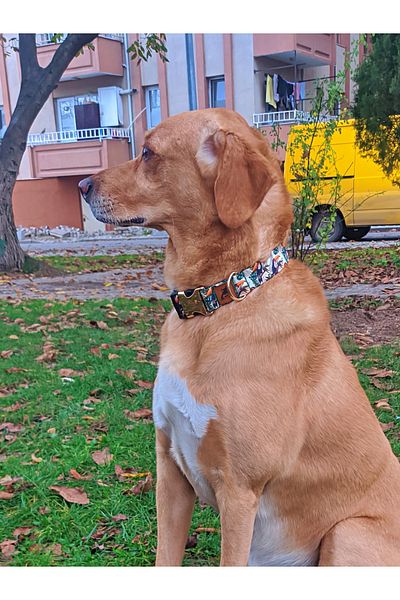 UTDpet Toco Dog Collar Set