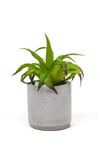 YAPAY ÇİÇEKÇİNİZ Изкуствен тройен кактус в бетонен саксия