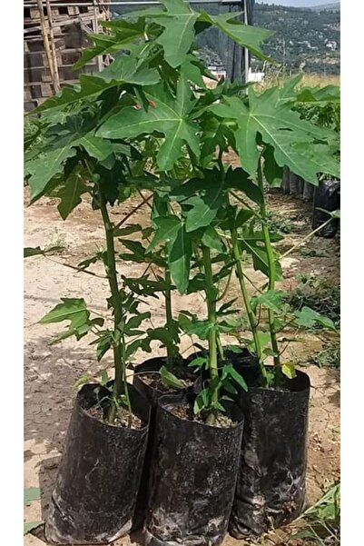damla su çiçek tropikal papaya 100 cm ,one size
