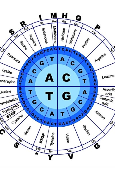 Universal ADN, Cod genetic, Cerc, Gen, Codon, Aminoacid. Tablou decorativ din...