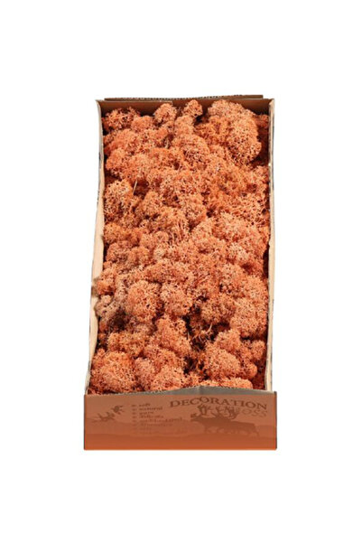 trendbahce Mango Şoklanmış Reindermoss Teraryum Yosunu 30 Gr