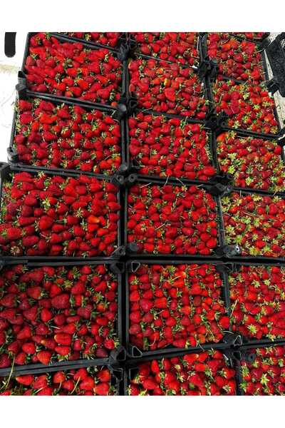 MK FİDAN 5 ADET ( TIRMANAN ) ÇİLEK FİDANI