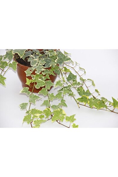 Bitkim Sende Videolu Hedera Helix Sarmaşık 1 Adet Askılı Saksıda 30-50cm Hediyelik Ofis Salon Bitkisi