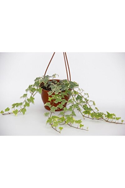 Bitkim Sende Videolu Hedera Helix Sarmaşık 1 Adet Askılı Saksıda 30-50cm Hediyelik Ofis Salon Bitkisi