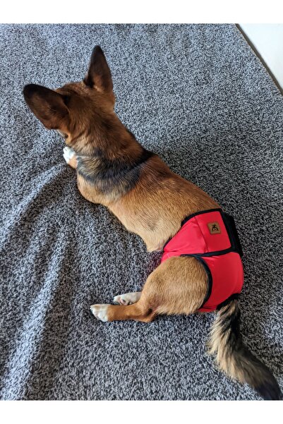 UTDpet Women's Dog Menstrual and Pee Pants with Washable Pads