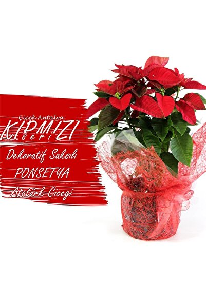 Bitkim Sende Dekoratif Paketleme+Kart Notu Ponsetya Atatürk Çiçeği 60 Cm