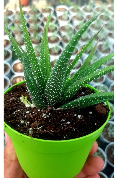 monstera monkey leaf pflege Lochpflanze kaufen | Monstera 'Monkey Leaf'