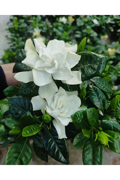 serada decor & plant Videolu 1 Adet Çiçekli Müthiş Kokulu Gardenya Çiçeği 20-...