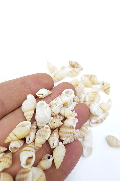 Hobigram Beads Assortment Cream Seashell Greyhound Beads – Beads, Stylish Design, Women's Accessory – Beads – Bo