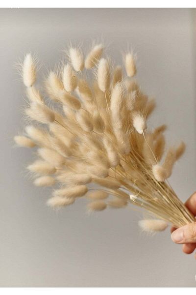 Hobigram Τεχνητό λουλούδι Dry Flower Cotton Grass Lagurus Bunch 40 Branches (Grain) – Τεχνητό & Ξηρό Λουλούδι, Κομψό Σχέδιο – Y